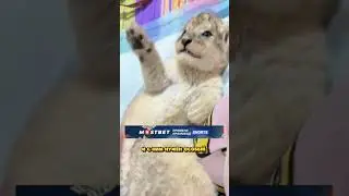 Девушка СПАСЛА ТИГРА но НЕ ЗНАЛА ЭТОГО   как ОНА БЫЛА В ШОКЕ 😳