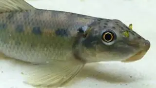 Chinese Algae Eater | Gyrinocheilus aymonieri