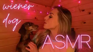ASMR with my puppy! ~ wiener dog 🐶 ~ soft spoken, brushing, massage, with miniature dachshund