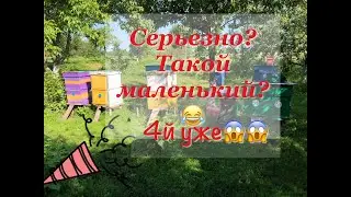 Поймал рой пчёл. 4й в 2020м!