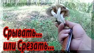 Как собирать грибы? Срезать, срывать или выкручивать.Вечный спор грибников.