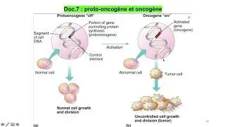 Vidéo 3 sur le chapitre 8.3.le cancer, conséquence des mutations génétiques