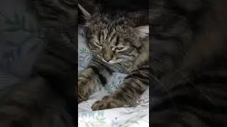 КОШКА МАССАЖИСТКА #Shorts