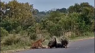 Leopard tries eating porcupine babies 😬😳