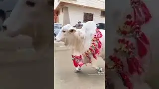 Eid UL Qurban Eid UL azha 2022 beautiful animals 