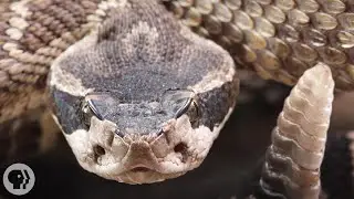 Look Inside a Rattlesnake's Rattle | Deep Look