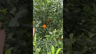 Урожай 2024. Спасибо свекрови😃                     #shortsvideo #юмор #funny #семья #shorts #видео