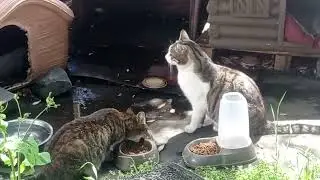 La Cologna Dei Gatti 🐱🐱🐱🐱🐱🐱🐱🐱