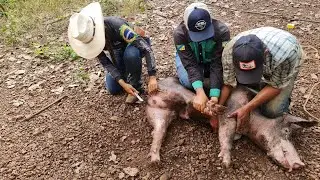CAPAMOS O PORCO! Rotina na roça.