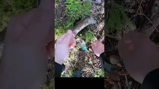 Шукаю полосатих.  