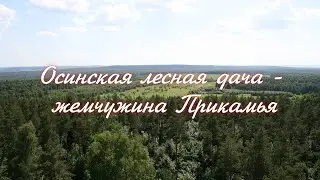 Осинская лесная дача - жемчужина Прикамья. 