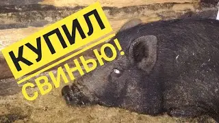 Купил свинью!🐖 Что случилось с курицами! 🍗