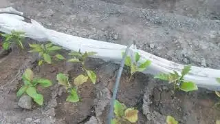 Купили дачу/чем обработать лук и баклажаны/крестоцветная блошка/луковая муха
