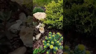 Родиола розовая (Rhodiola rosea) 