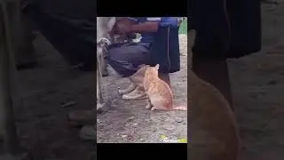 Sabırla bekleyip kibarca taze süt isteyen bir kedi