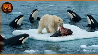 Deadliest Orca Attacks Caught on Camera | Wild Animals