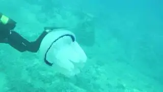 Черногория Плоче медуза