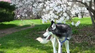 Mishka the Talking Husky Visits a Flower Garden!