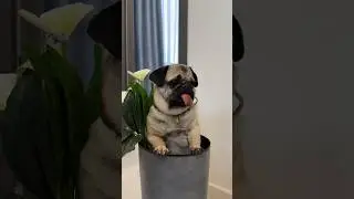 ДЖОНИ СКРЫВАЕТСЯ ОТ ЛЕРЫ 😏