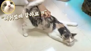 Jjontteok's owner, you're responsible for this... | The shocking twist of a problematic cat