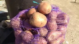 Картошка