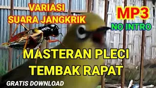 SUARA MASTER PLECI||VARIASI SUARA JANGKRIK VS BREM TERBARU