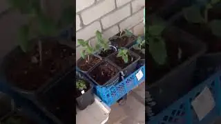 Жмот на горшки пожалел.