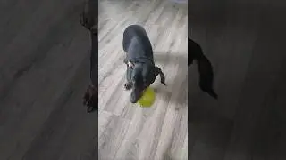 Пёсик дивный..#такса #собака