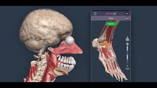Primal Pictures 3D Anatomy Quiz App