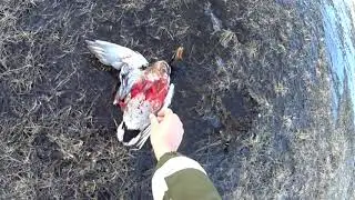 весенняя охота с чучелами на селезня