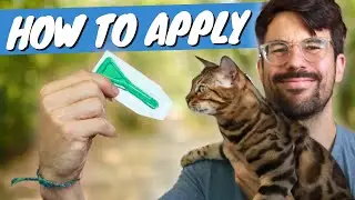 How to Apply Flea and Tick Medicine on Cats Like a PRO