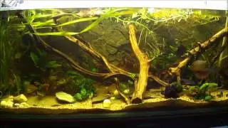 aquarium amazonien 450l / piranha
