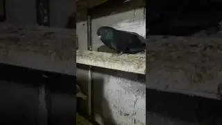 Erzurum kumrusu pala recep