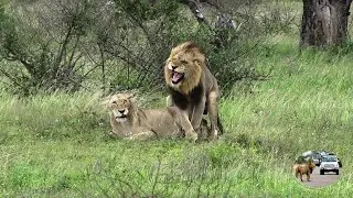 Casper The White Lion And Brothers Produced Many Cubs In The Satara Lion Pride