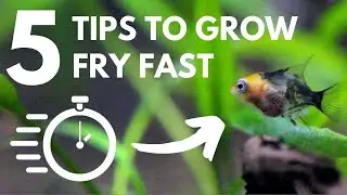 5 Tips to Grow Fry Faster (Increase Growth Quickly)