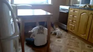Друзья  достают из рта собаки носок