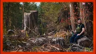 TRYING to find CAMP in a LOGGED FOREST