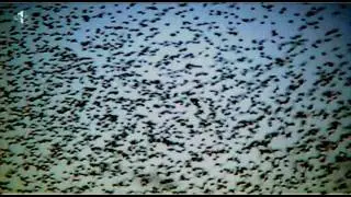 Flight of the Starlings