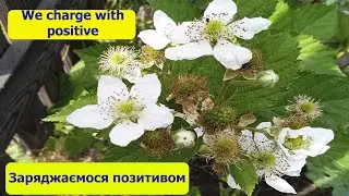 Земля заряджає позитивом/We charge with positive
