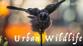 Urban Wildlife / Eulen am Flughafen München bei Nacht