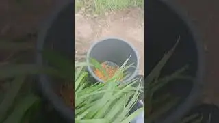 рыбалка на пруду #рыбалка #fishing