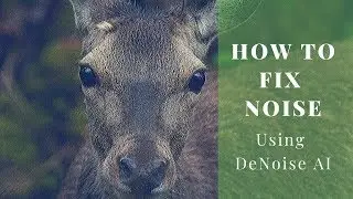 How to Reduce Noise in a Photo | Rescue High ISO Grainy Images with DeNoise AI