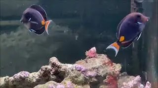 Acanthurus achilles
