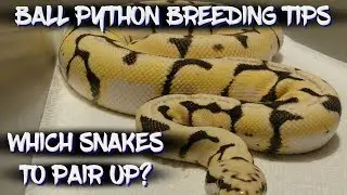 Ball Python Breeding Tips - Which Snakes to Pair Up?