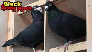 Black Racing Pigeons 2023 | Kalapati | Racer Pigeon