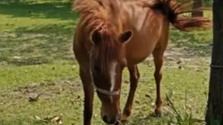 Horses on summer pasture ।  Лошади на летнем пастбище