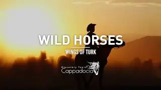 Wild Horses of Turkey!