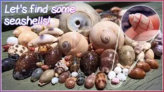 Finding Seashells on the Wrack Line | Rare Red-lined Bubble Shell!