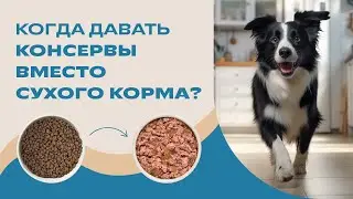 Когда перевести собаку с сухого корма на влажное питание? Стоит ли кормить консервами постоянно?