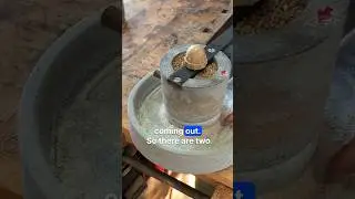 Grind Your Own Wheat!